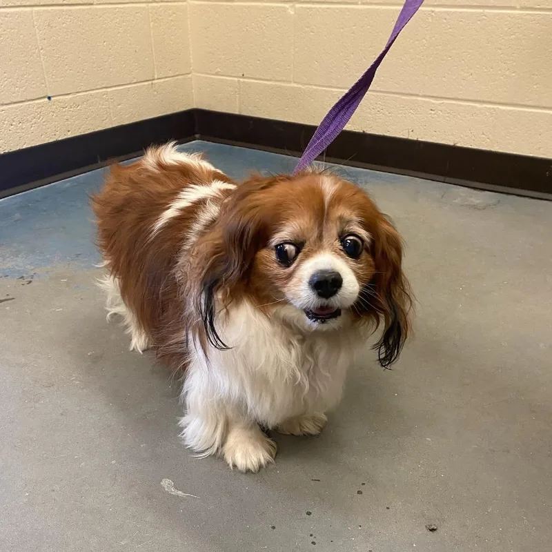 A senior small-sized female Brown / Chocolate Mixed Breed dog named LenoreBRIDGET for adoption in Memphis, TN