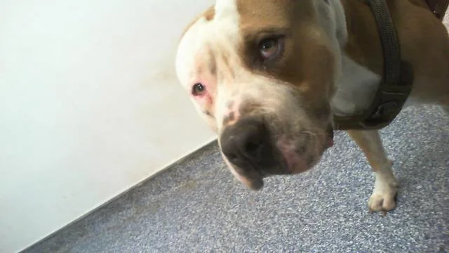 An adult large-sized male Pit Bull Terrier dog named Horace for adoption in Charlotte, NC