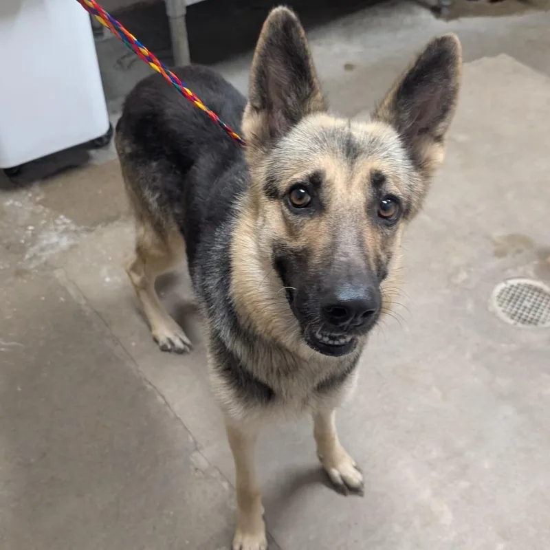 An adult large-sized female Black Shepherd dog named Quinoa for adoption in Bryan, TX