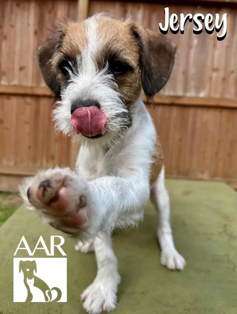A baby small-sized female Terrier dog named Jersey for adoption in Magnolia, TX