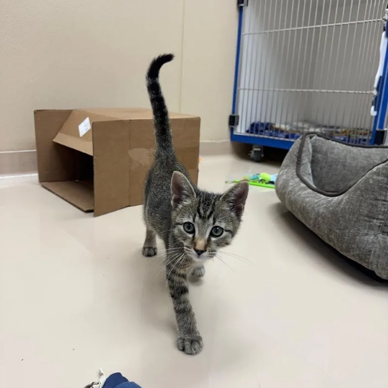 A baby small-sized male Brown / Chocolate Domestic Short Hair cat named Bubbles for adoption in Mebane, NC