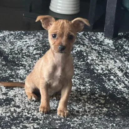 A baby small-sized female Yellow / Tan / Blond / Fawn Cairn Terrier dog named Hart for adoption in Staten Island, NY