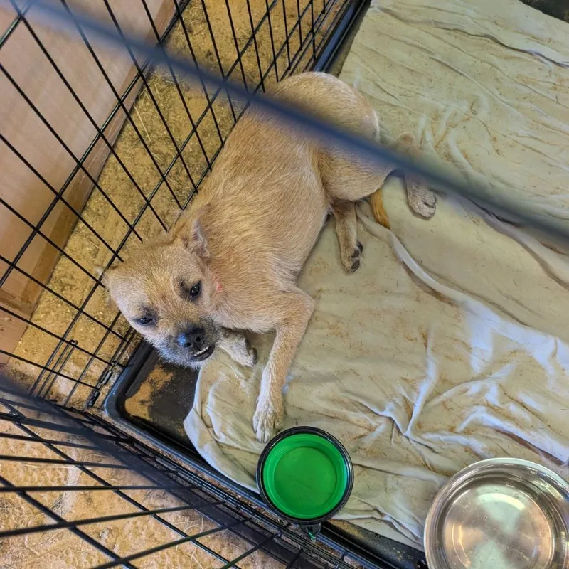 A young small-sized male White / Cream Chihuahua dog named Rocky Road for adoption in Austin, TX