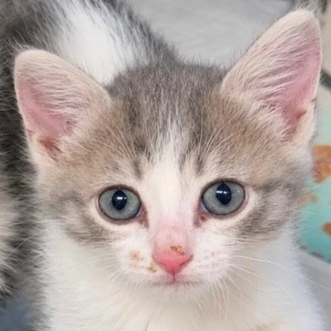 A baby medium-sized female Tabby (Gray / Blue / Silver) Domestic Medium Hair cat named Blossom for adoption in Bulverde, TX