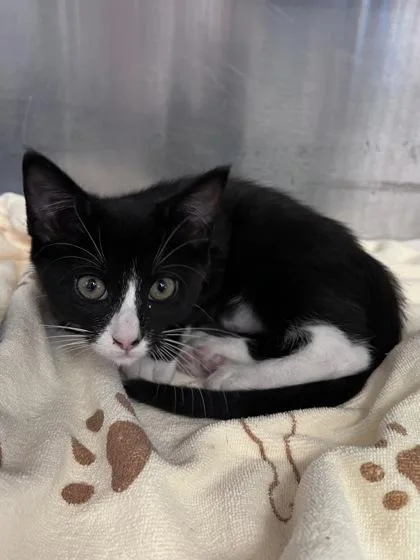 A baby small-sized female Domestic Short Hair cat named Basil for adoption in Houston, TX