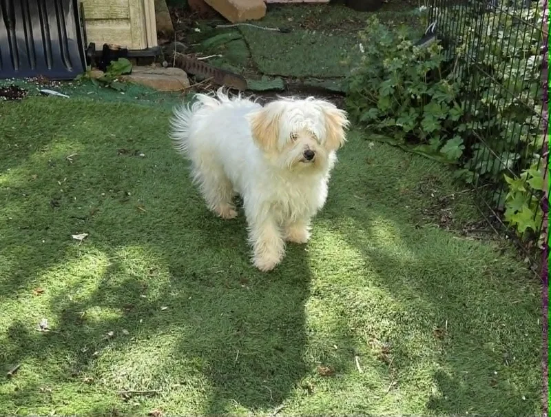 A baby small-sized male Maltese dog named Winston for adoption in Havertown, PA