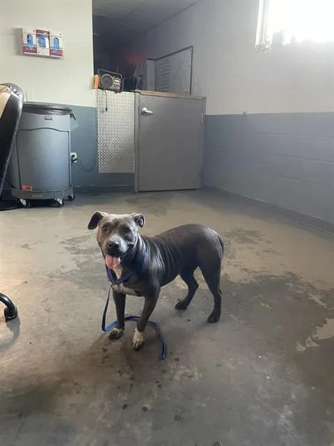 A young medium-sized female American Staffordshire Terrier dog named Queen for adoption in Tallahassee, FL