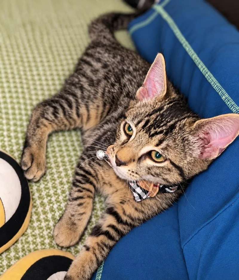 A baby medium-sized male Tabby (Buff / Tan / Fawn) Domestic Short Hair cat named Fritter Z for adoption in Fresno, CA