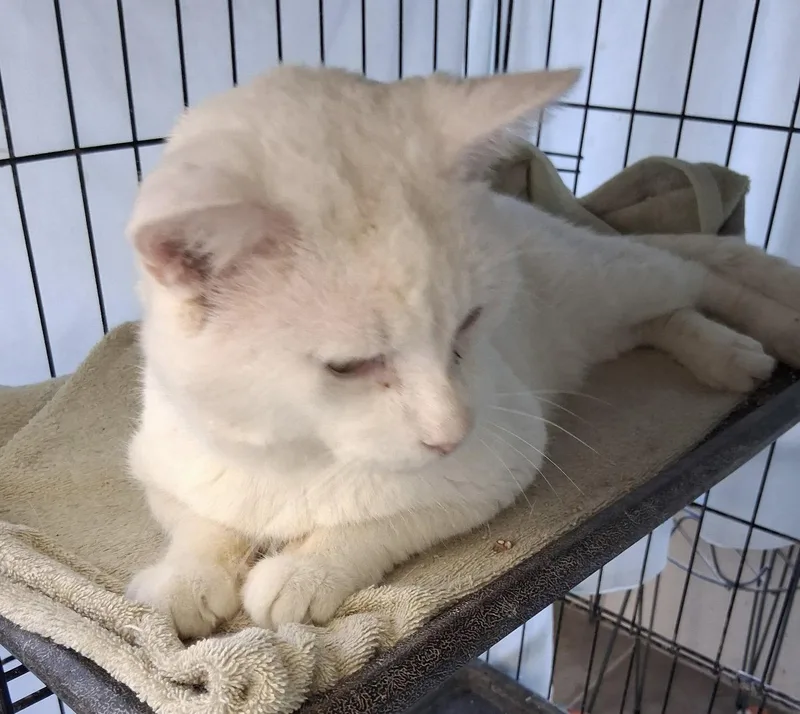 An adult medium-sized male White Domestic Short Hair cat named Joey for adoption in Oviedo, FL