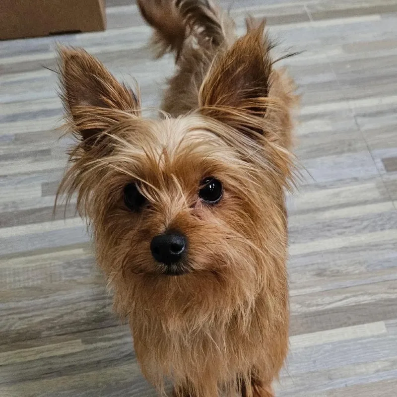A young small-sized female Yellow / Tan / Blond / Fawn Mixed Breed dog named Cecilia for adoption in Rockville, MD