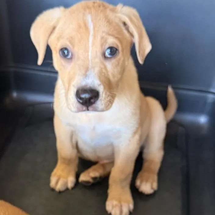 A baby small-sized female Shepherd dog named Rose for adoption in Birmingham, AL