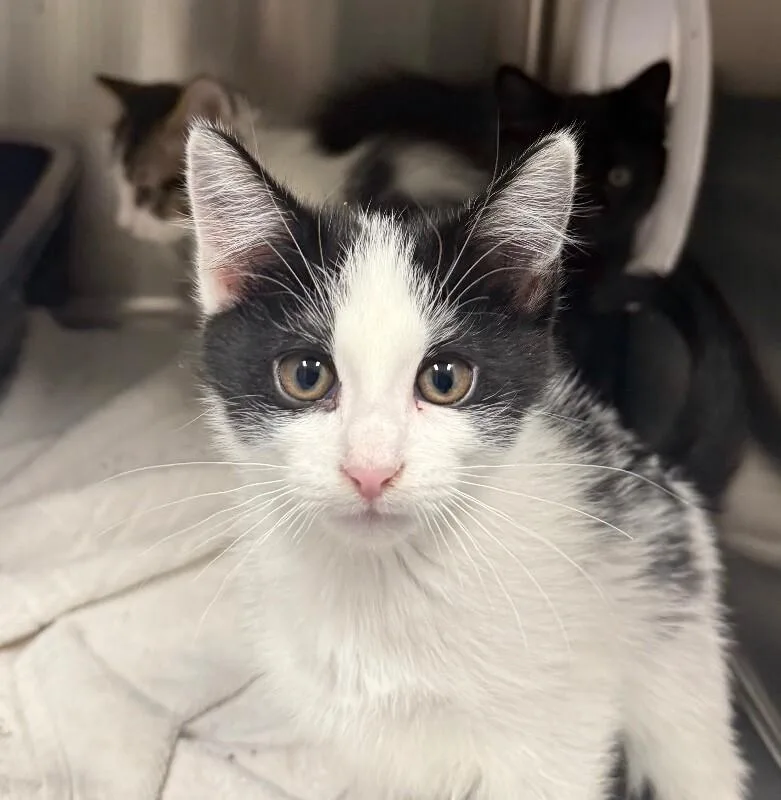 A young small-sized female Domestic Medium Hair cat named Clover for adoption in Yankton, SD