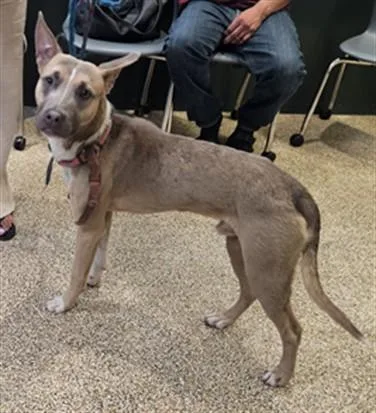 A young medium-sized male Mixed Breed dog named Toby for adoption in Los Angeles, CA