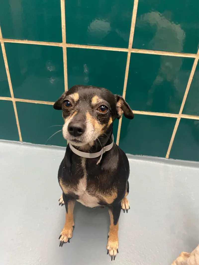 A young small-sized female Chihuahua dog named Zola for adoption in Houston, TX