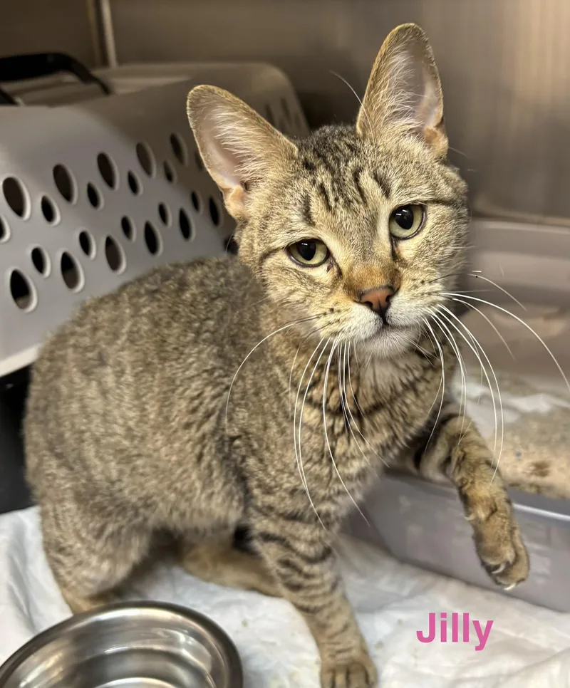 A young medium-sized female Tabby (Brown / Chocolate) Tabby cat named Jilly for adoption in Las Vegas, NV