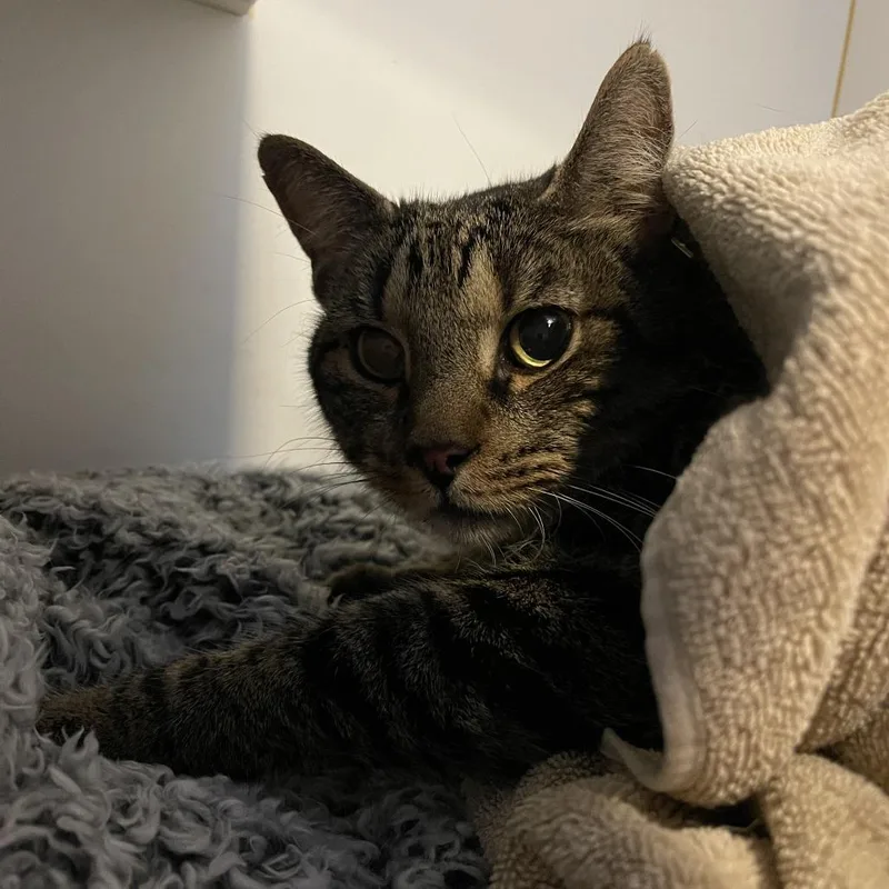 An adult large-sized male Brown / Chocolate Domestic Short Hair cat named Walt for adoption in Walden, NY