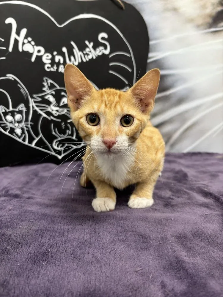 A baby small-sized male Tabby (Orange / Red) Domestic Short Hair cat named Cheddar for adoption in Deland, FL