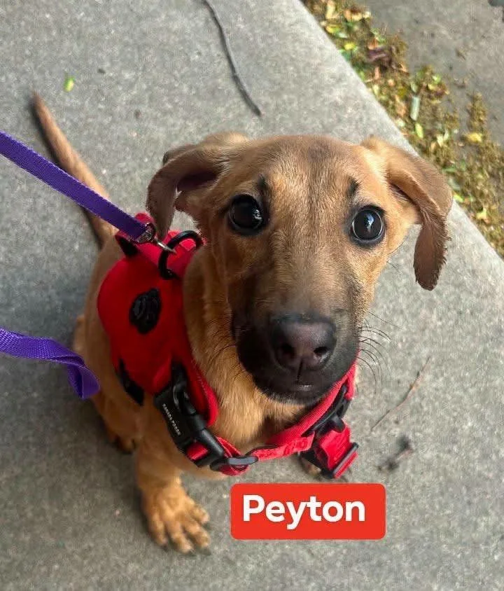 Peyton CO thumbnail 3