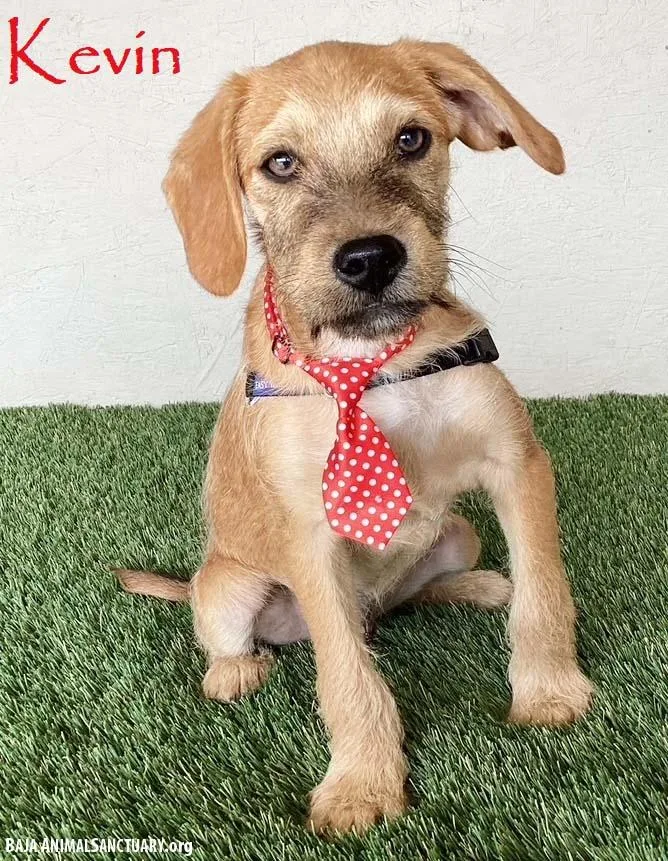 A baby medium-sized male Yellow / Tan / Blond / Fawn Wirehaired Terrier dog named Kevin for adoption in San Diego, CA