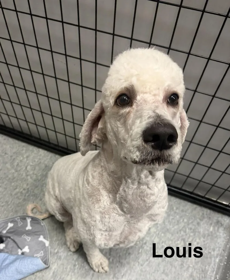 Louis