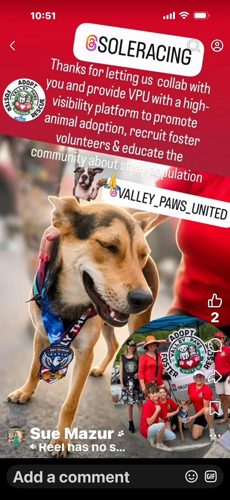 A young medium-sized female Bicolor German Shepherd Dog dog named Daisy for adoption in MISSION, TX