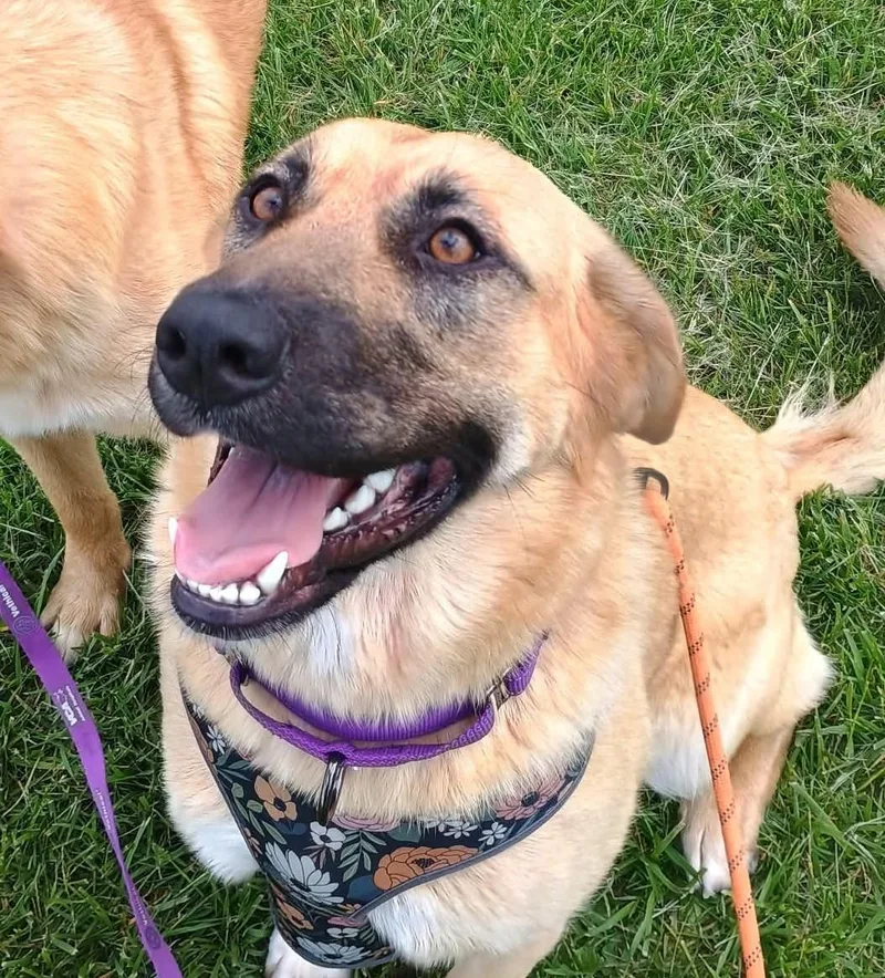 A young large-sized female Golden Retriever dog named Astrid for adoption in Liberty, IN