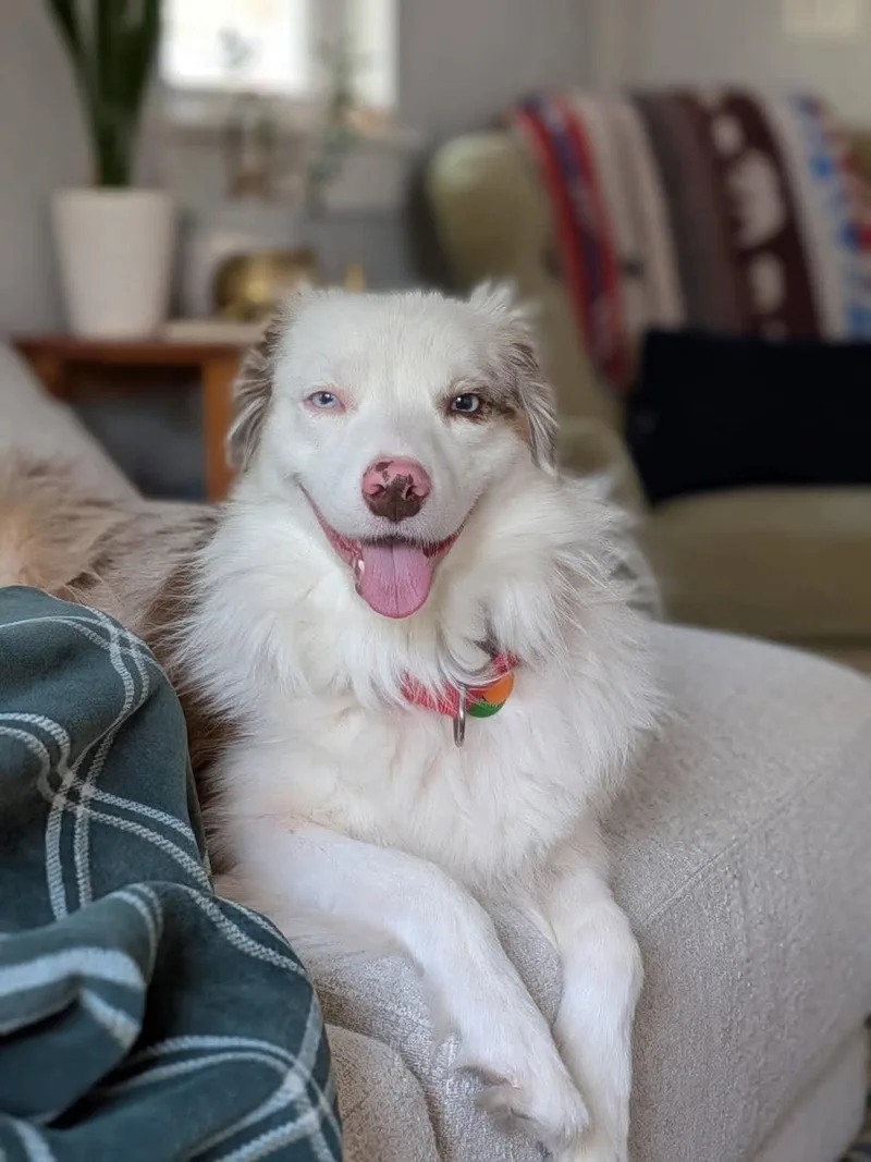 A young medium-sized male Australian Shepherd dog named Iroh for adoption in Oklahoma City, OK