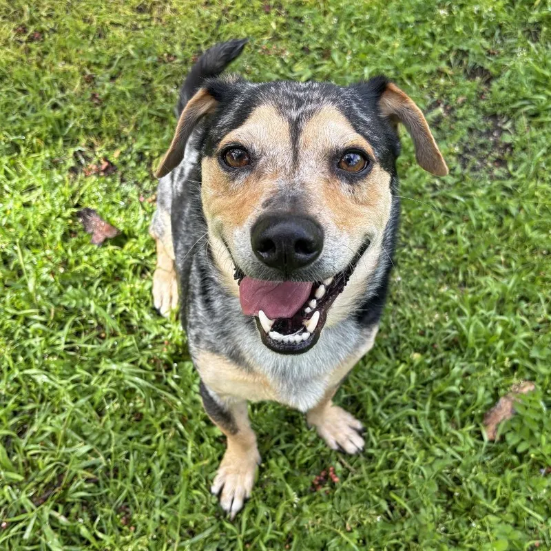 An adult medium-sized male Black Hound dog named Hero for adoption in Ojai, CA