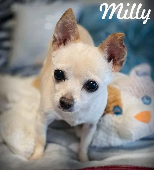 An adult small-sized female Chihuahua dog named Milly for adoption in Anaheim Hills, CA
