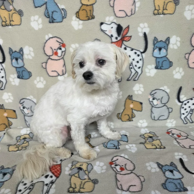 An adult small-sized male White / Cream Maltese dog named Poochie for adoption in Dallas, GA