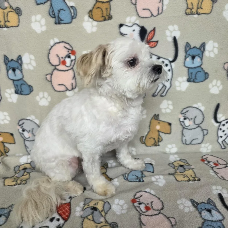 Poochie thumbnail 2