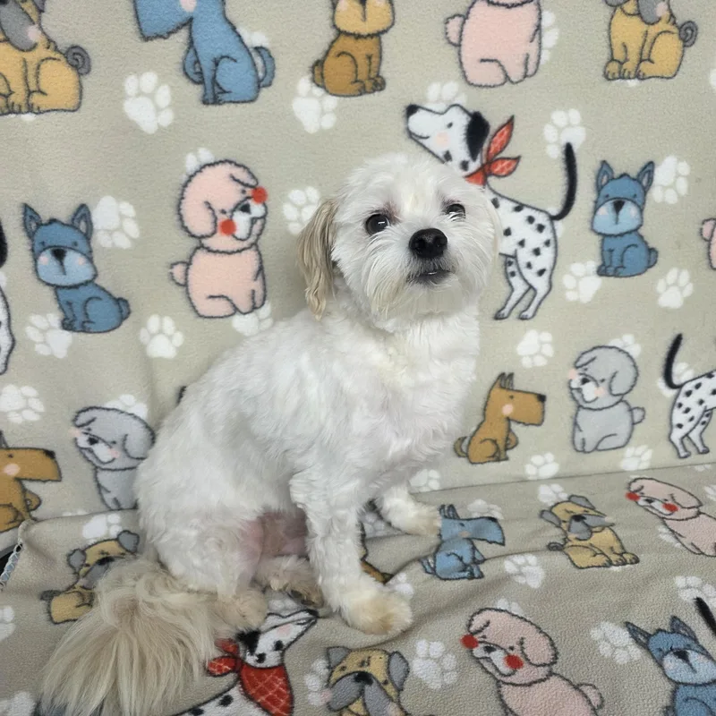 Poochie thumbnail 3