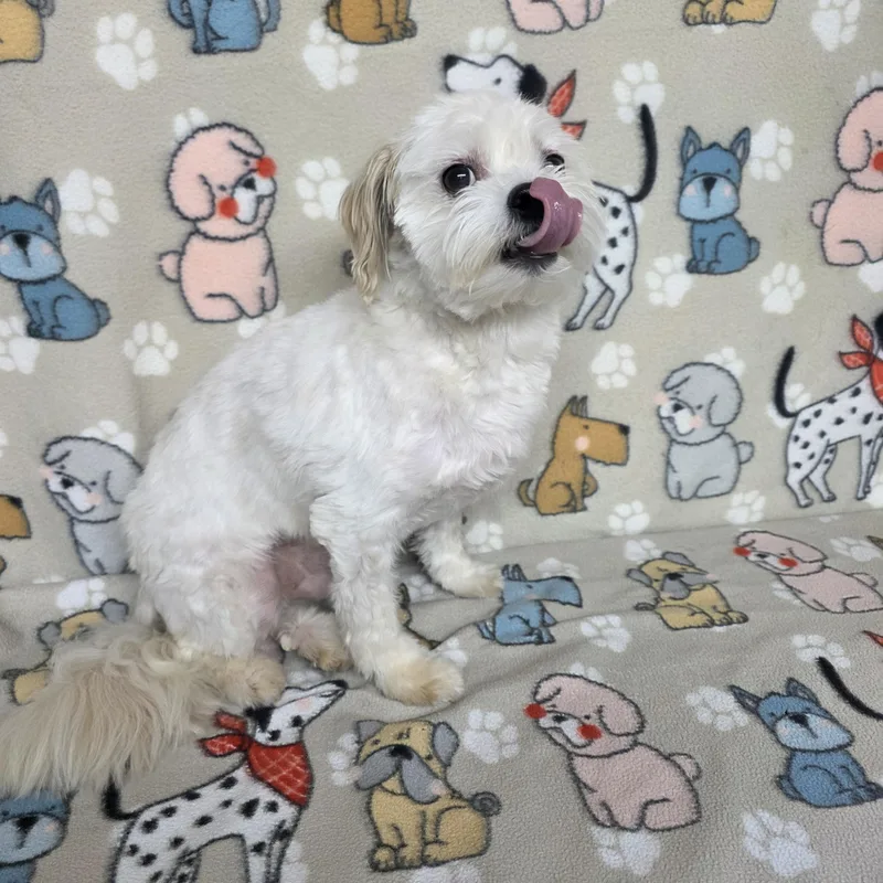 Poochie thumbnail 4