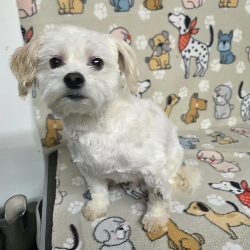 Poochie thumbnail 5