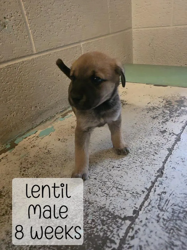Lentil