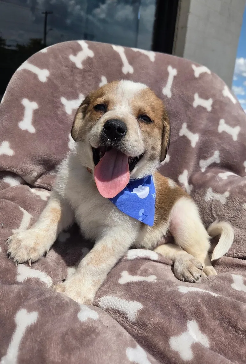 A baby medium-sized male Apricot / Beige Beagle dog named Beagle boy for adoption in White Lake, MI