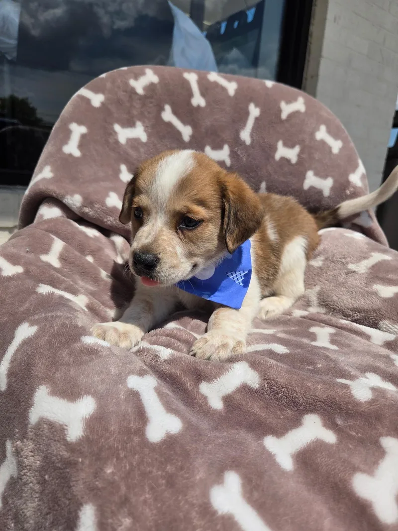Beagle  boy thumbnail 2