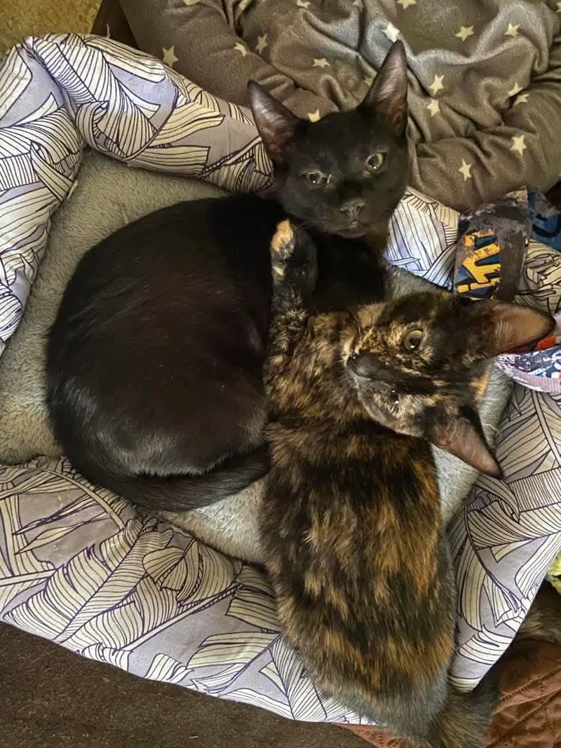 A baby small-sized female Tortoiseshell cat named Midnight & Layla for adoption in Gladstone, OR