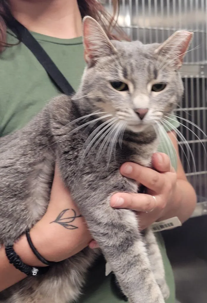 An adult large-sized female Domestic Short Hair cat named Mochi for adoption in Hopkinsville, KY