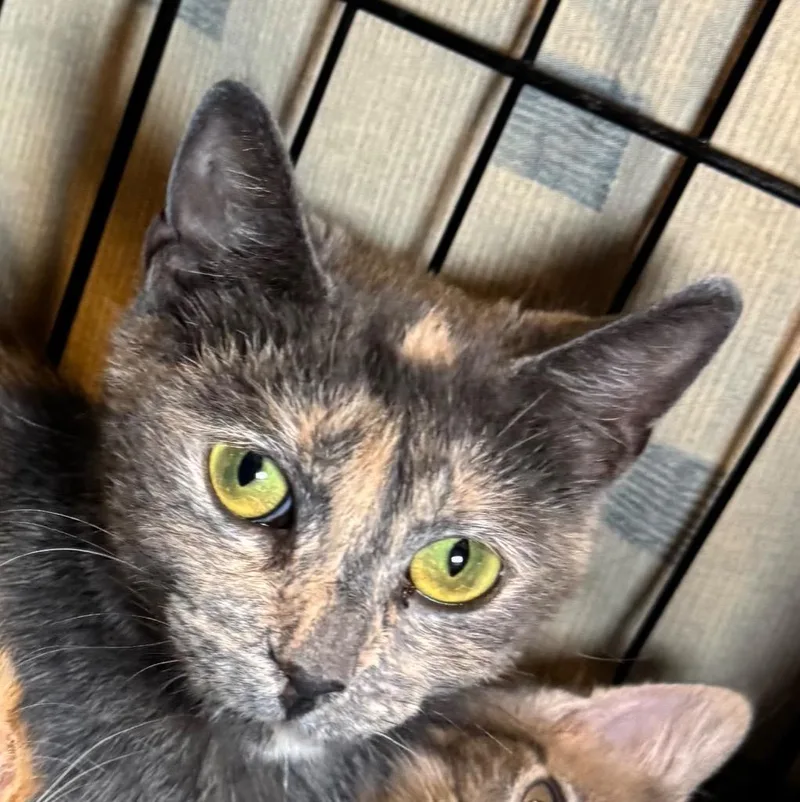 A young medium-sized female Domestic Short Hair cat named Tina for adoption in Saginaw, MI