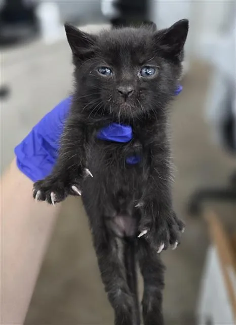 A young medium-sized male Domestic Short Hair cat named Loki for adoption in Dallas, TX
