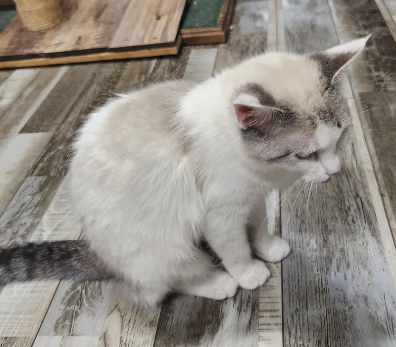 A young medium-sized male Domestic Short Hair cat named Tips for adoption in Crossville, TN
