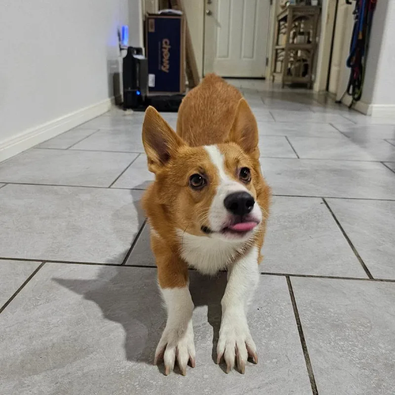 An adult medium-sized male Red / Chestnut / Orange Corgi dog named Otto for adoption in Pearland, TX