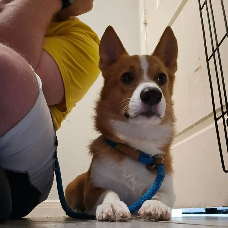 Otto thumbnail 3