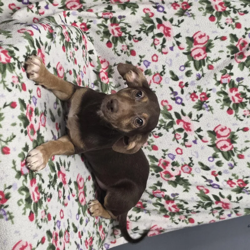A baby small-sized female Dachshund dog named Meg for adoption in Lacona, NY