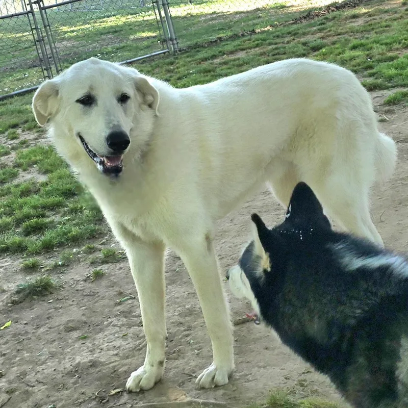 An adult large-sized female White / Cream Yellow Labrador Retriever dog named Mabel for adoption in Athens, AL