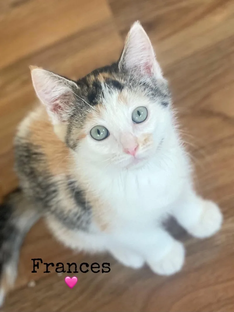 A baby medium-sized female Calico Domestic Short Hair cat named Frances for adoption in Dansville, NY