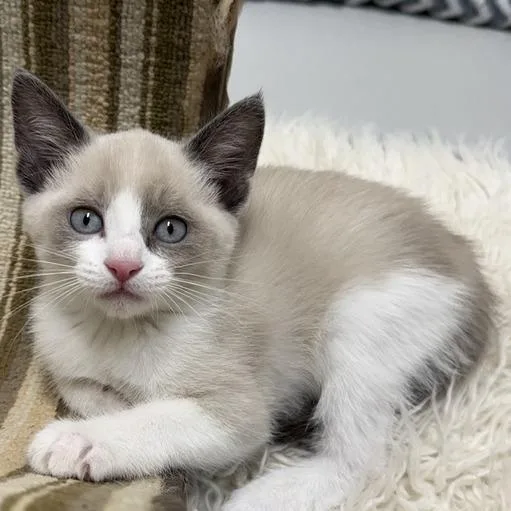 A baby small-sized female Cream / Ivory Domestic Short Hair cat named Hestia for adoption in Driggs, ID