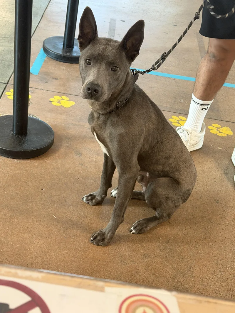 A young medium-sized male Pit Bull Terrier dog named Dallas for adoption in Van Nuys, CA