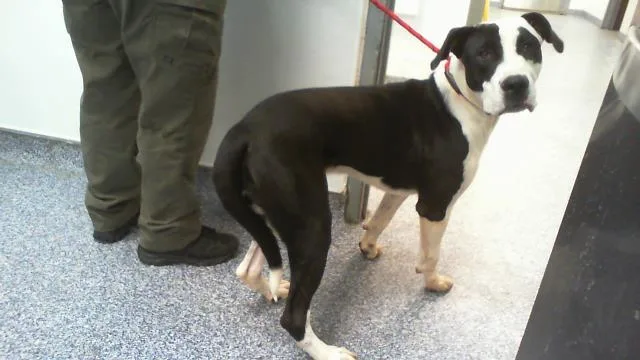 A young large-sized male Pit Bull Terrier dog named Otis for adoption in Charlotte, NC